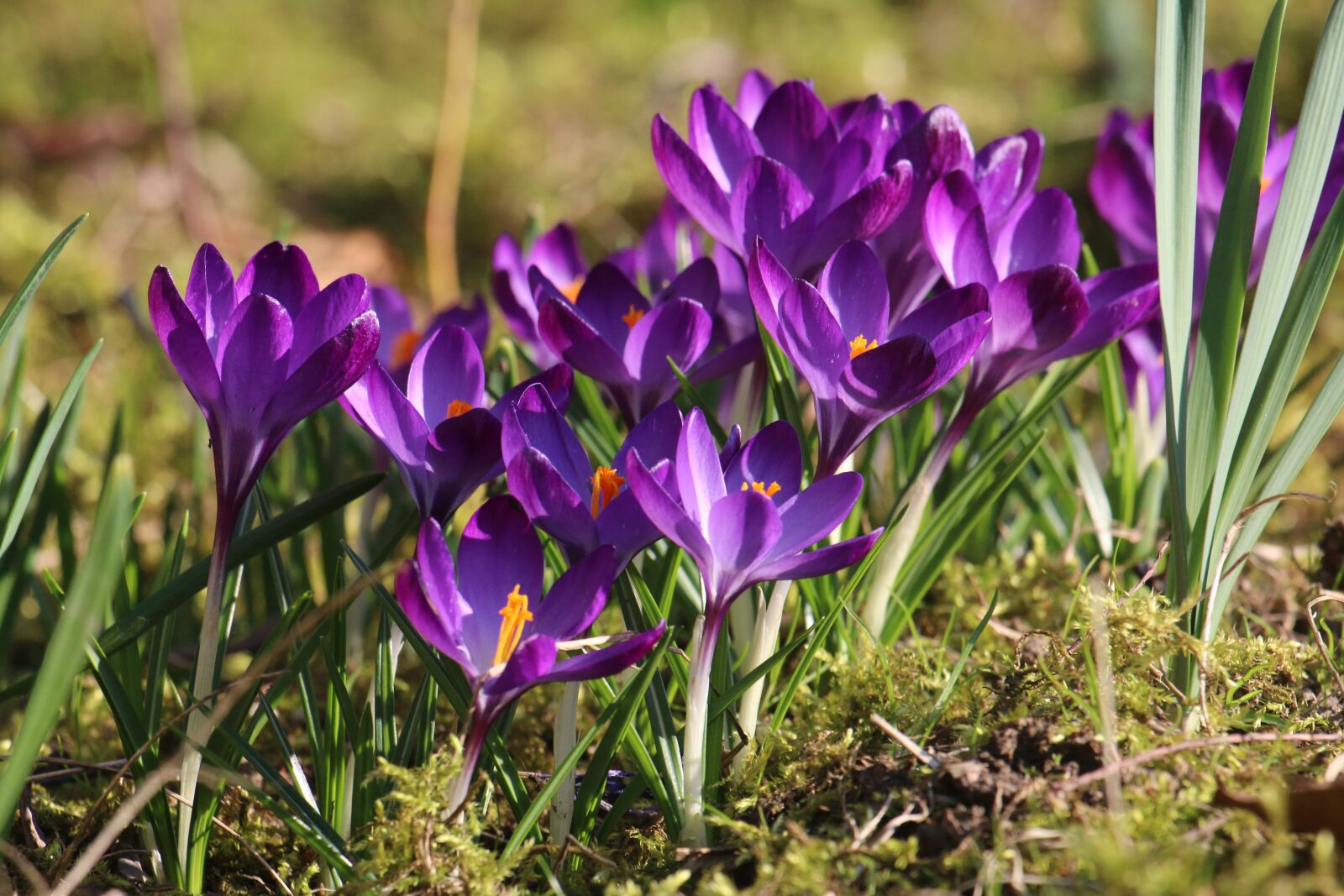 Canon EOS 70D + Canon EF 70-300 F4-5.6 IS II USM sample photo. Crocus, flowers, spring photography