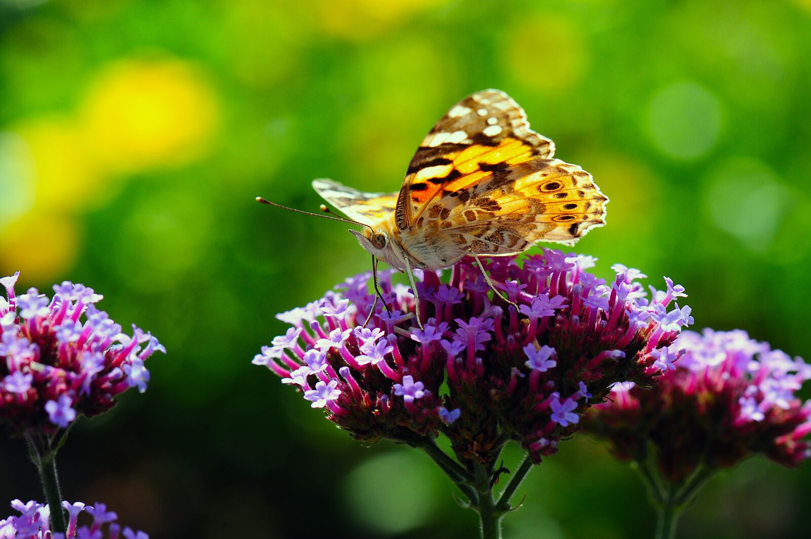 Nikon D300 sample photo. Vanessa cardui, butterfly, macro photography