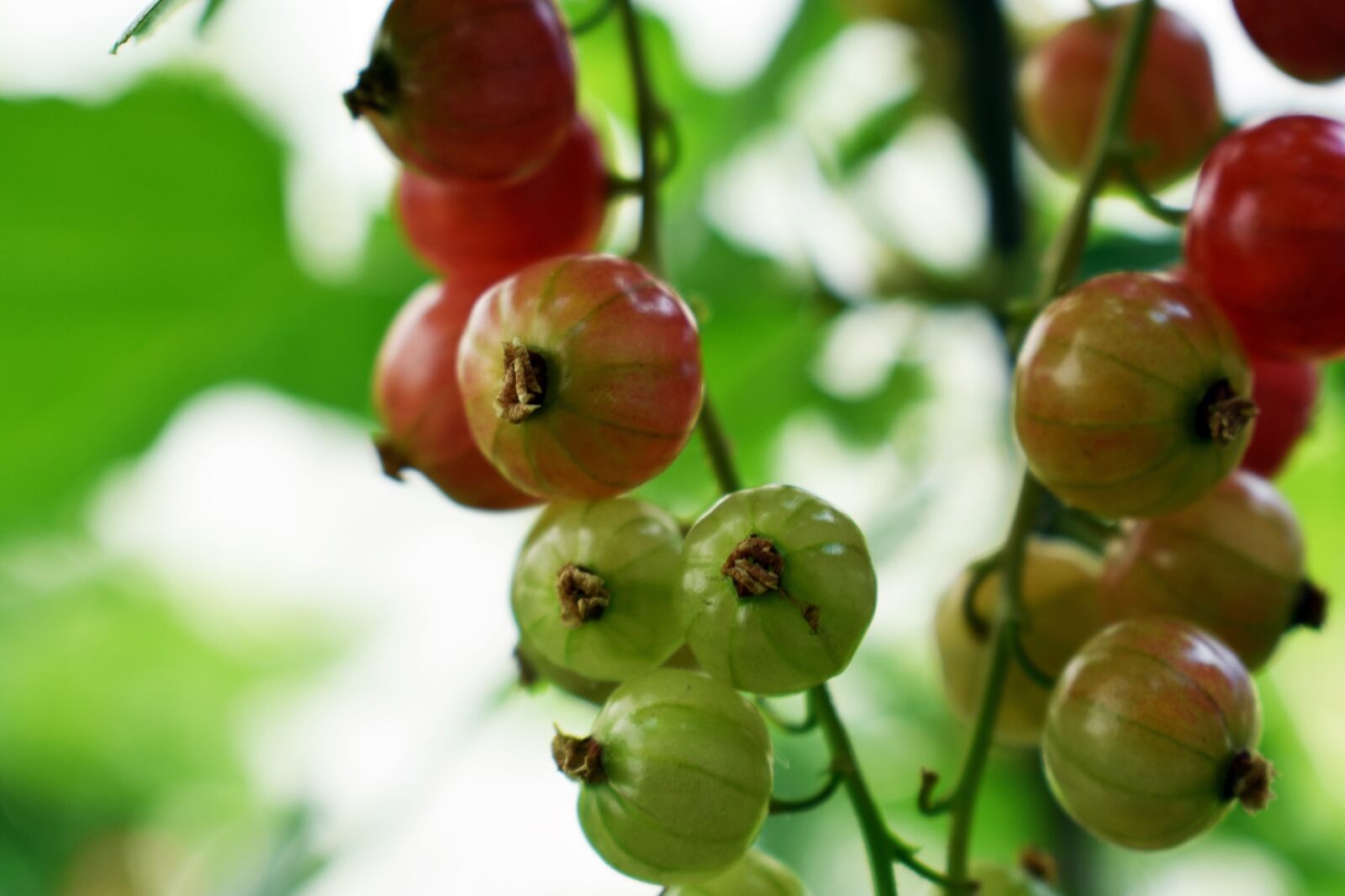 Nikon D3400 sample photo. Red currant, fruit, blackcurrant photography