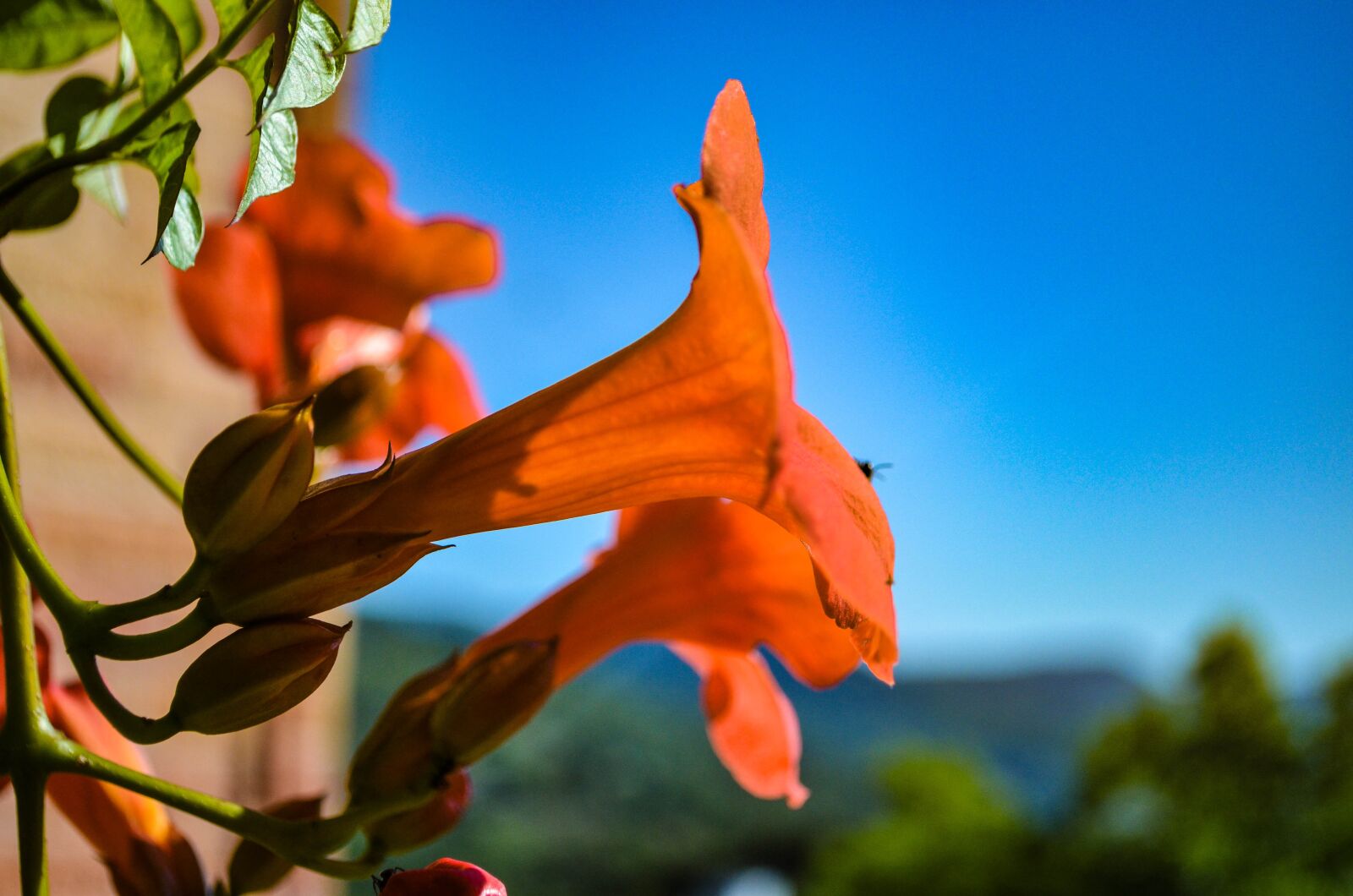 Nikon D5100 sample photo. Flower, sky, spring photography