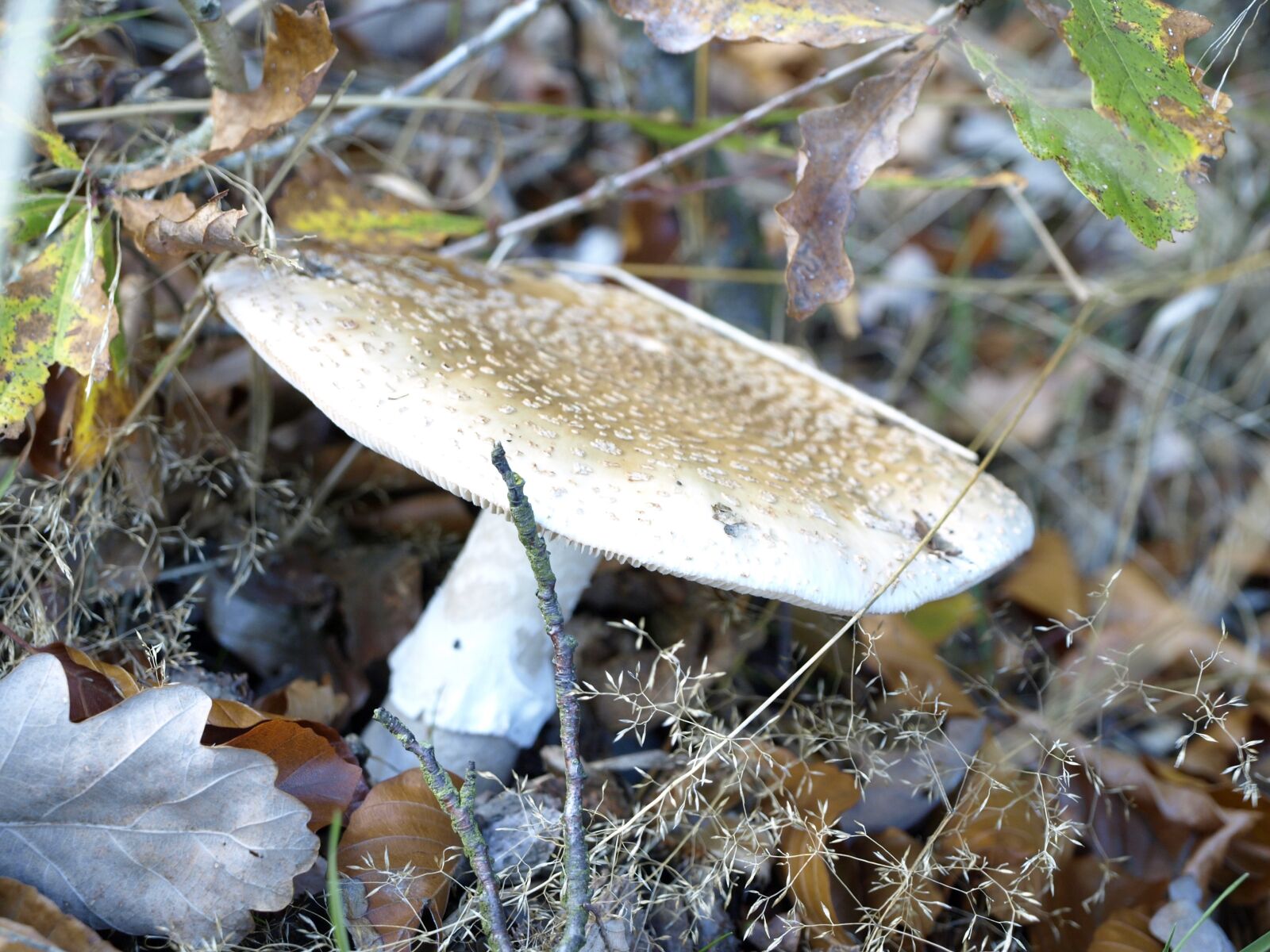Olympus E-410 (EVOLT E-410) sample photo. Mushroom, forest, forest floor photography