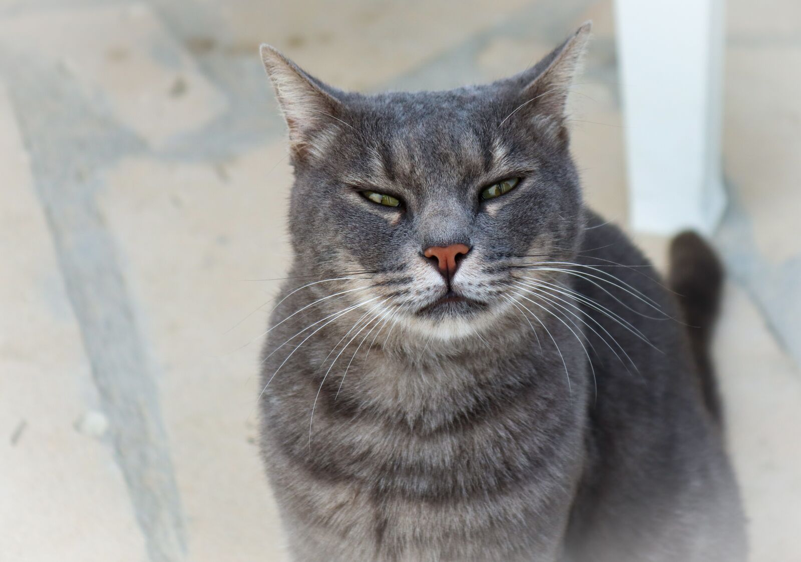 Canon EOS 200D (EOS Rebel SL2 / EOS Kiss X9) sample photo. Cat, domestic cat, view photography