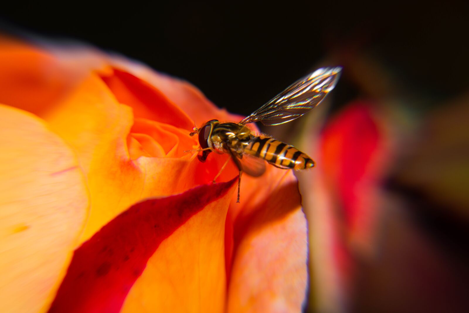 Nikon D850 sample photo. Biology, fly, animal photography