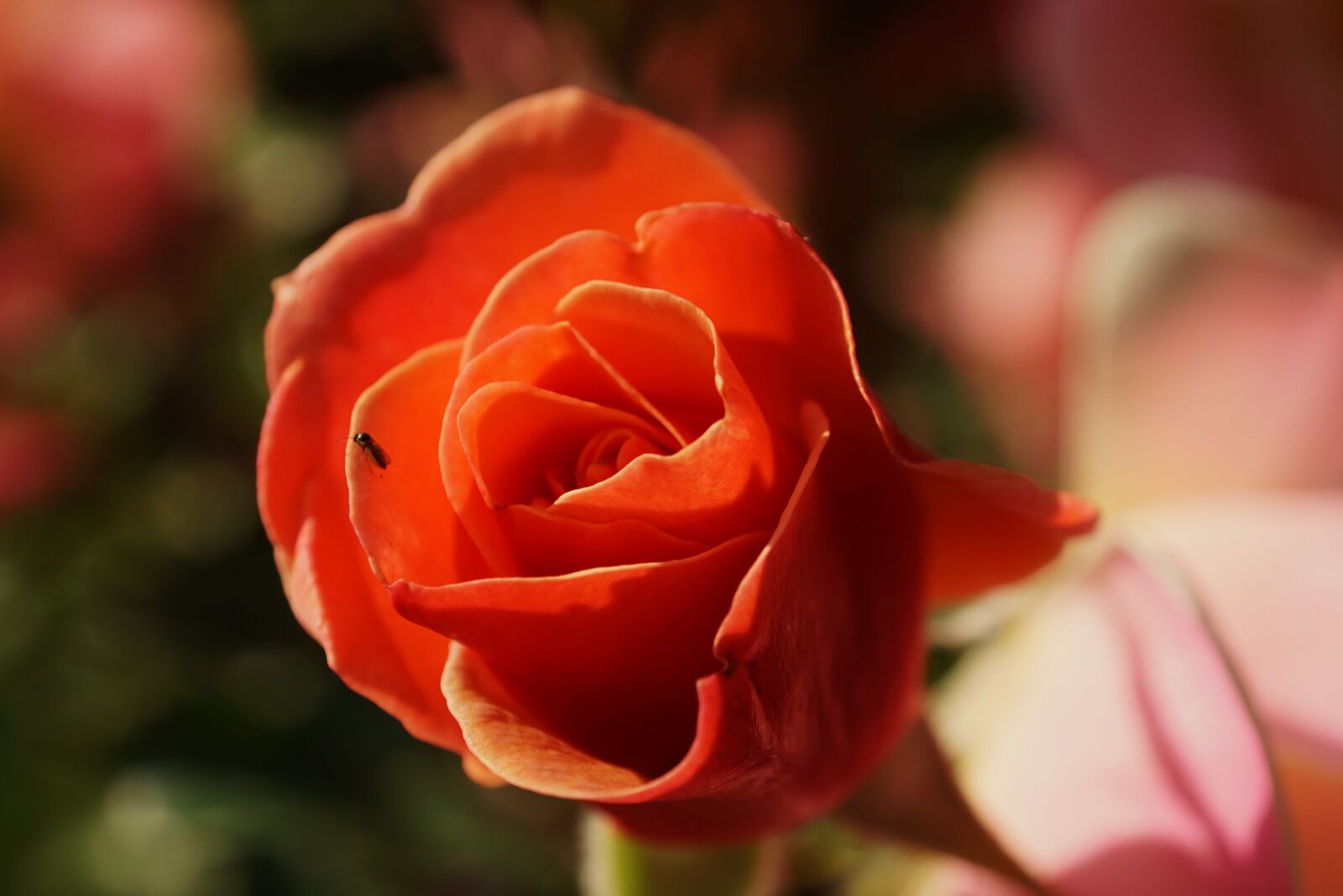 Sony E 30mm F3.5 Macro sample photo. Rose, blossom, bloom photography
