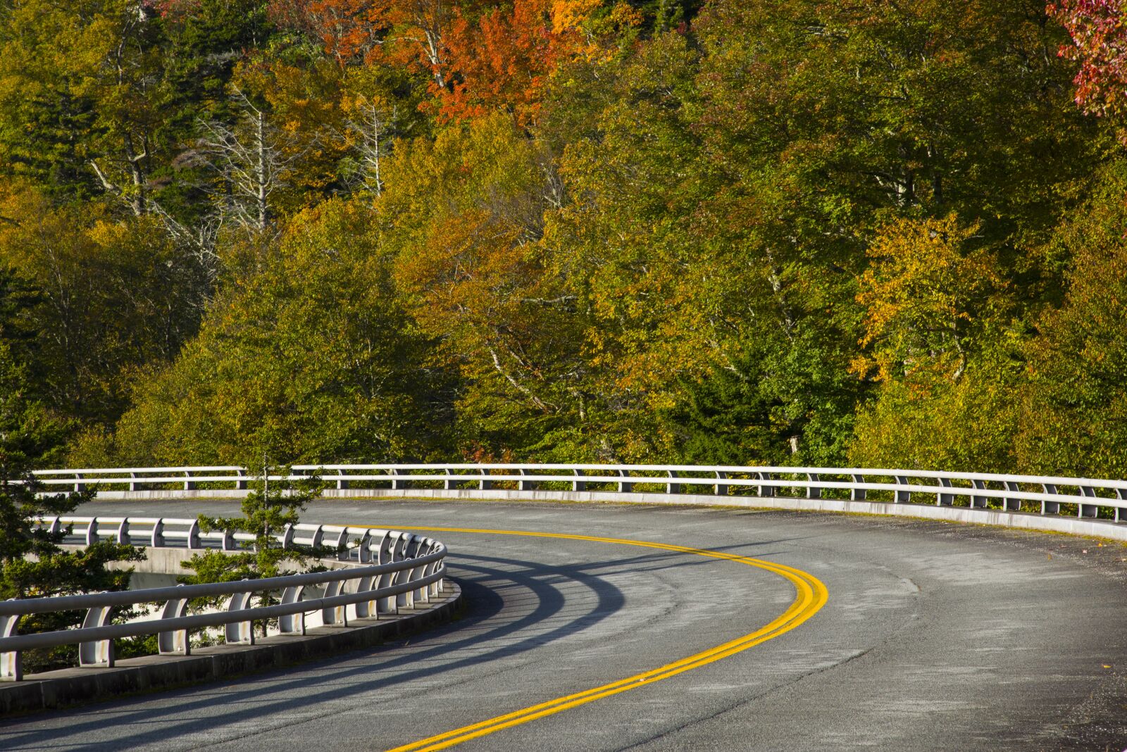 Nikon D610 sample photo. Autumn, fall leaves, season photography