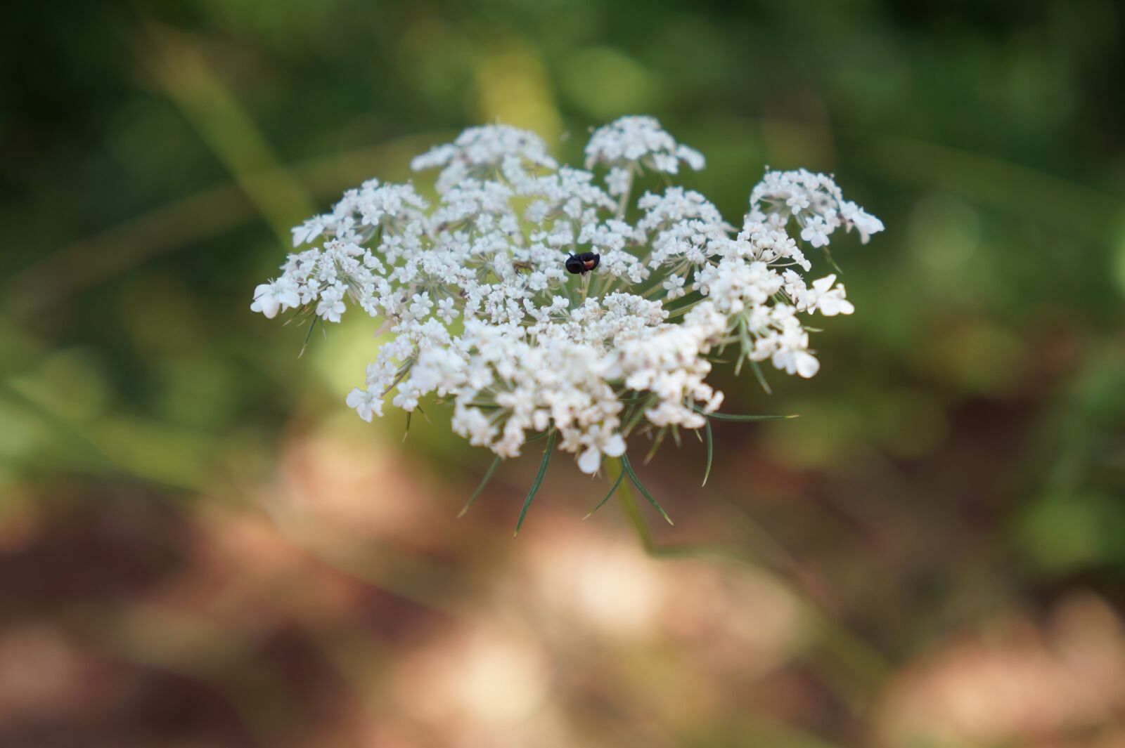 Sony Alpha a3000 + Sony E 18-55mm F3.5-5.6 OSS sample photo. White, close up, meadow photography