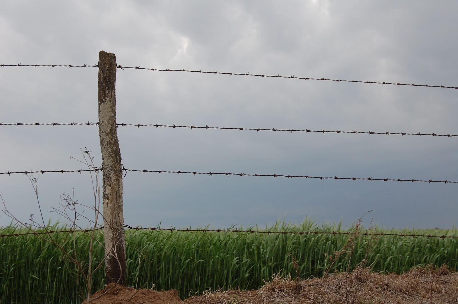 Nikon D40 sample photo. Field, wiring, planting photography