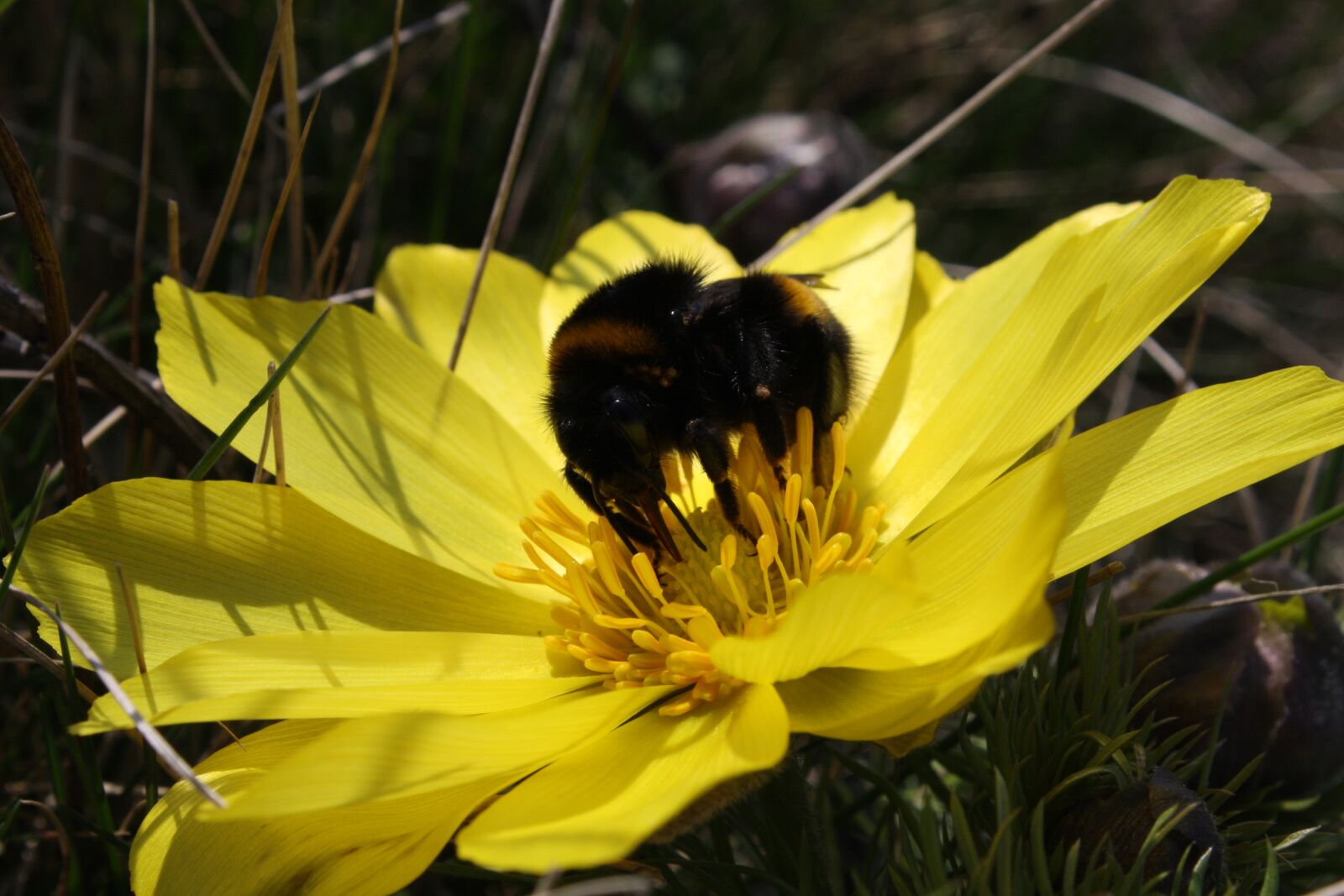 Canon EOS 40D sample photo. Bumble-bee, hlavacek, flower photography