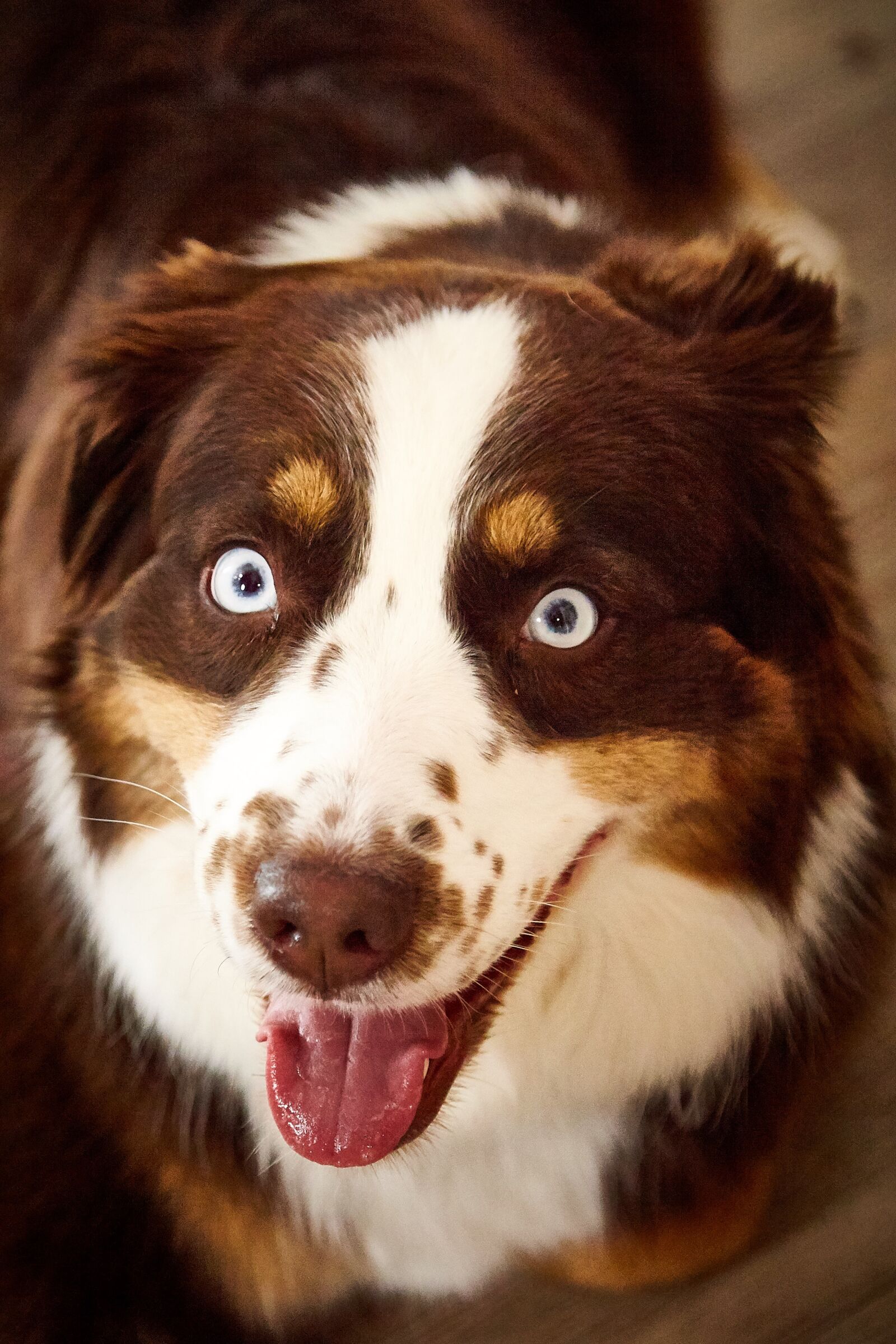Canon EOS 5D Mark II sample photo. Dog, blue eye, eye photography