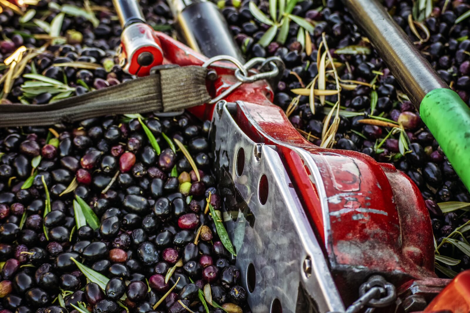 Nikon D3300 sample photo. Harvest, olive, green photography