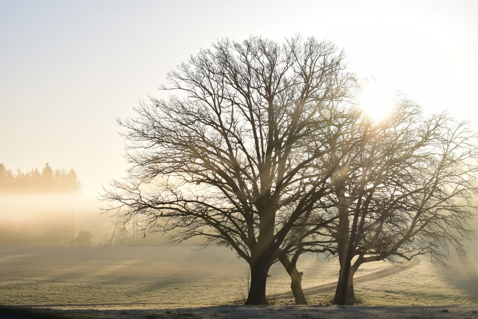 Nikon D3300 sample photo. Tree, nature, landscape photography