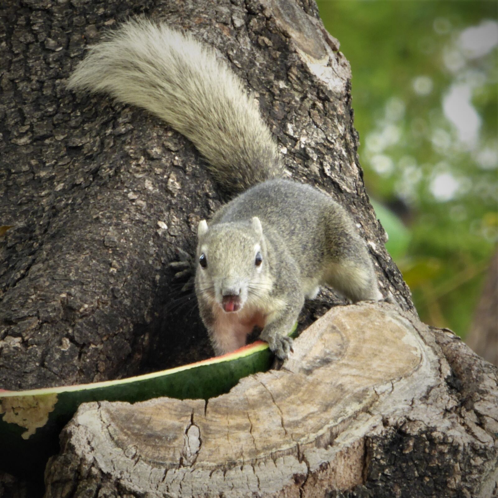 Panasonic Lumix DMC-ZS40 (Lumix DMC-TZ60) sample photo. Mammal, rodent, fauna photography