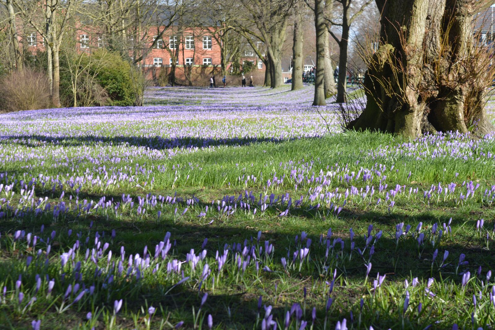 Nikon D7100 sample photo. Nature, flowers, crocus photography