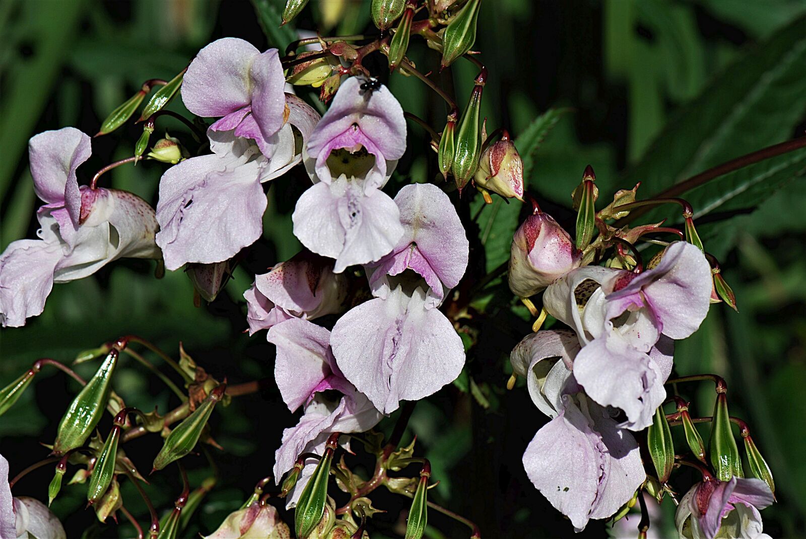 Nikon D80 sample photo. Flower, himalayan balsam, nature photography
