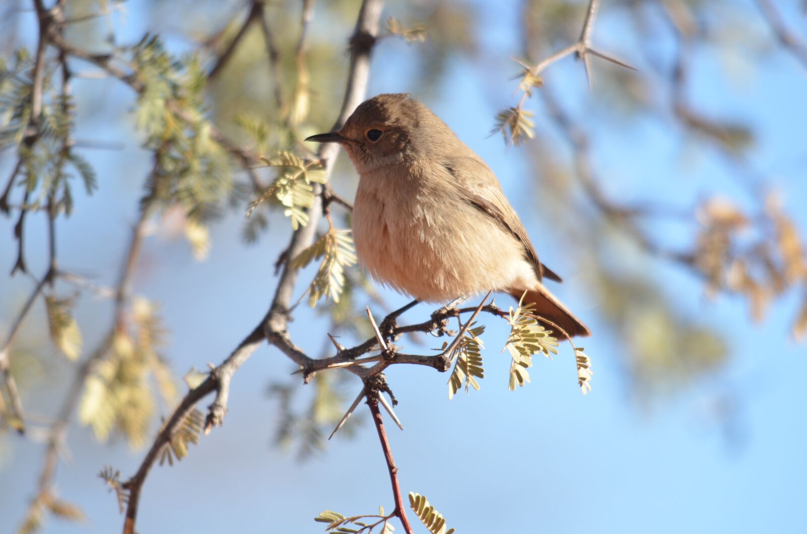 Nikon D5100 sample photo. Bird, sunny, friendly photography