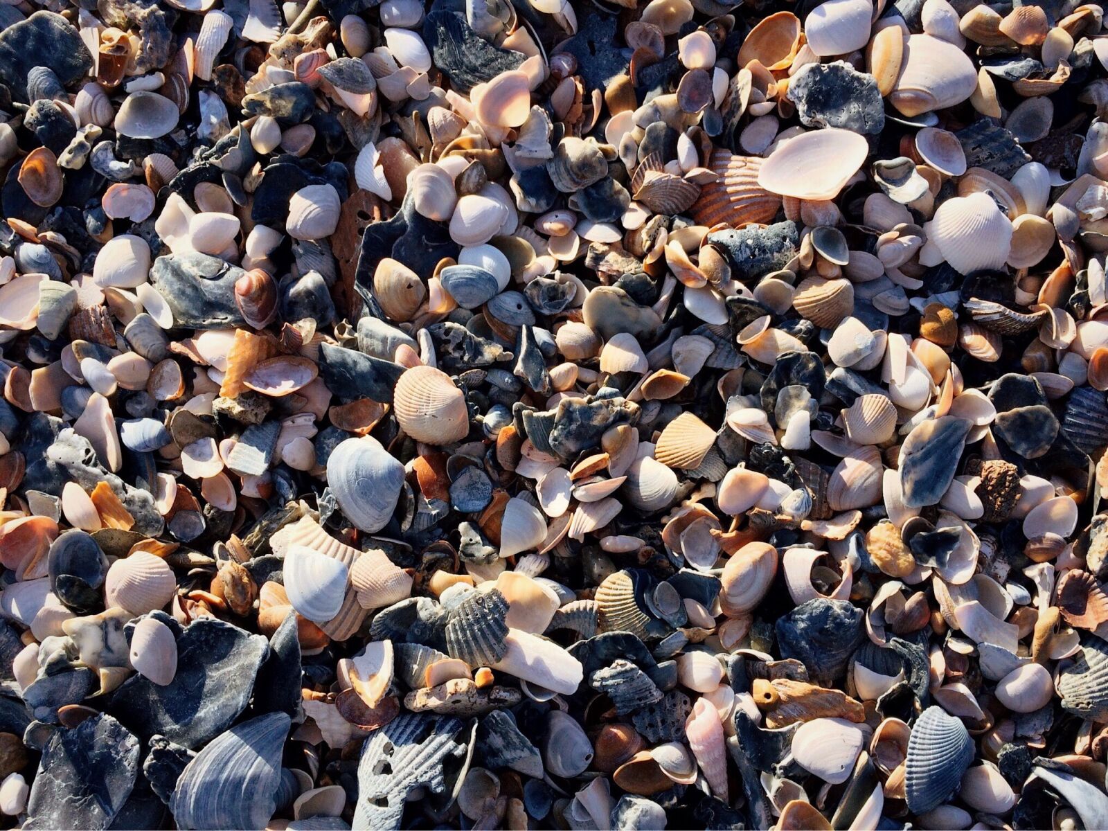 iPhone 5s back camera 4.15mm f/2.2 sample photo. Beach, shells, sand photography