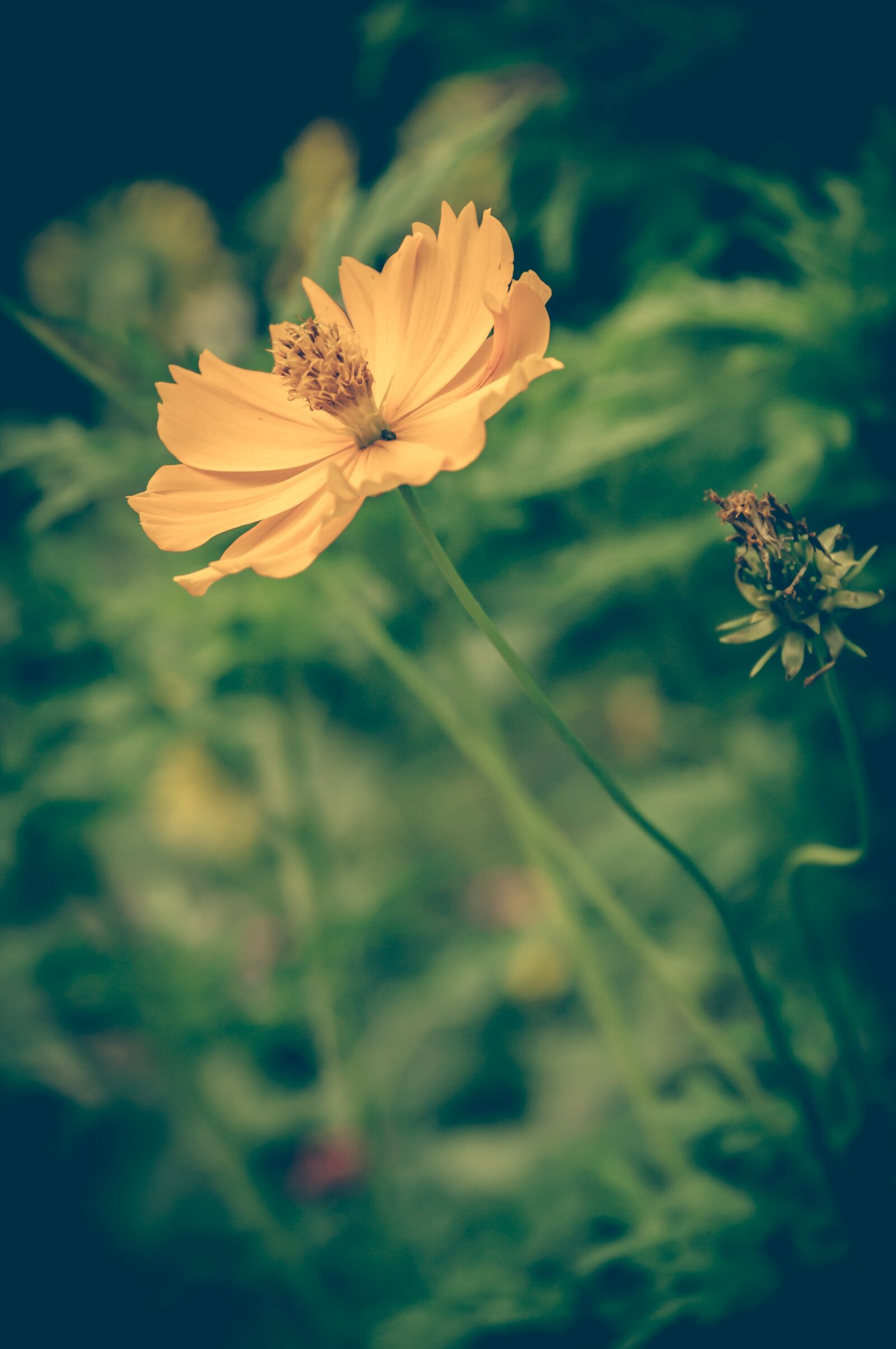 Nikon D3200 sample photo. Cosmea, vintage, flower photography