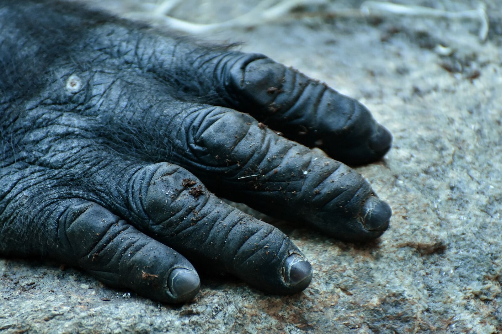 Nikon D7200 sample photo. Gorilla, monkey, hand photography