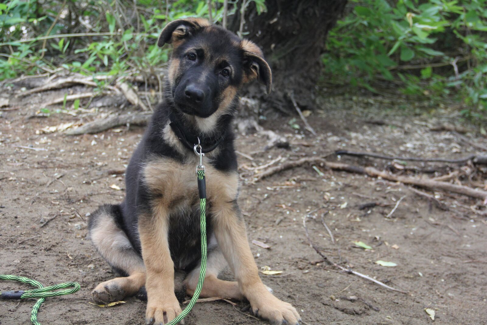 Canon EOS 60D sample photo. German shepherd, german shepherd photography