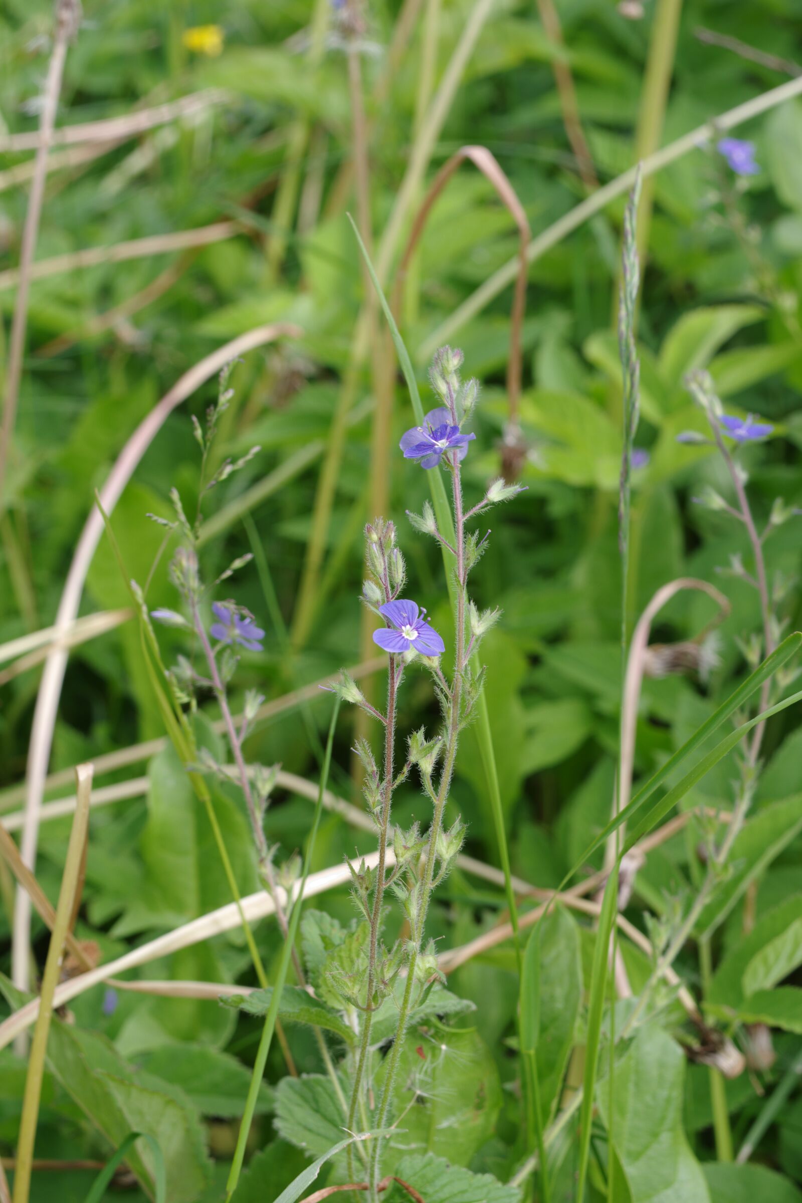 Pentax K-70 sample photo. Nature, grass, flower photography