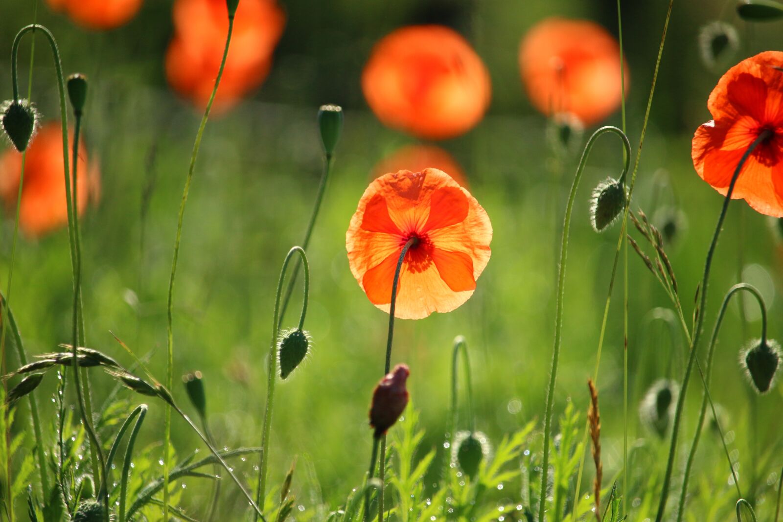 Canon EOS 100D (EOS Rebel SL1 / EOS Kiss X7) sample photo. Plant, flower, poppy photography
