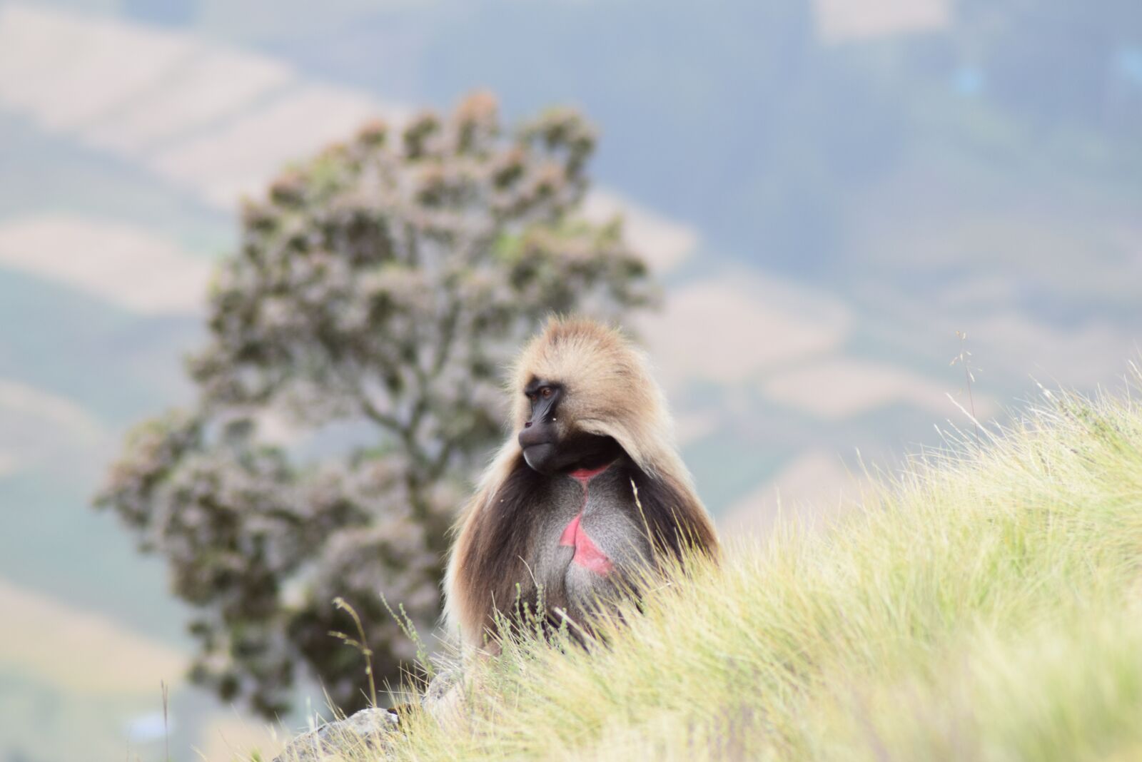 Nikon D3300 sample photo. Baboon, wildlife, africa photography