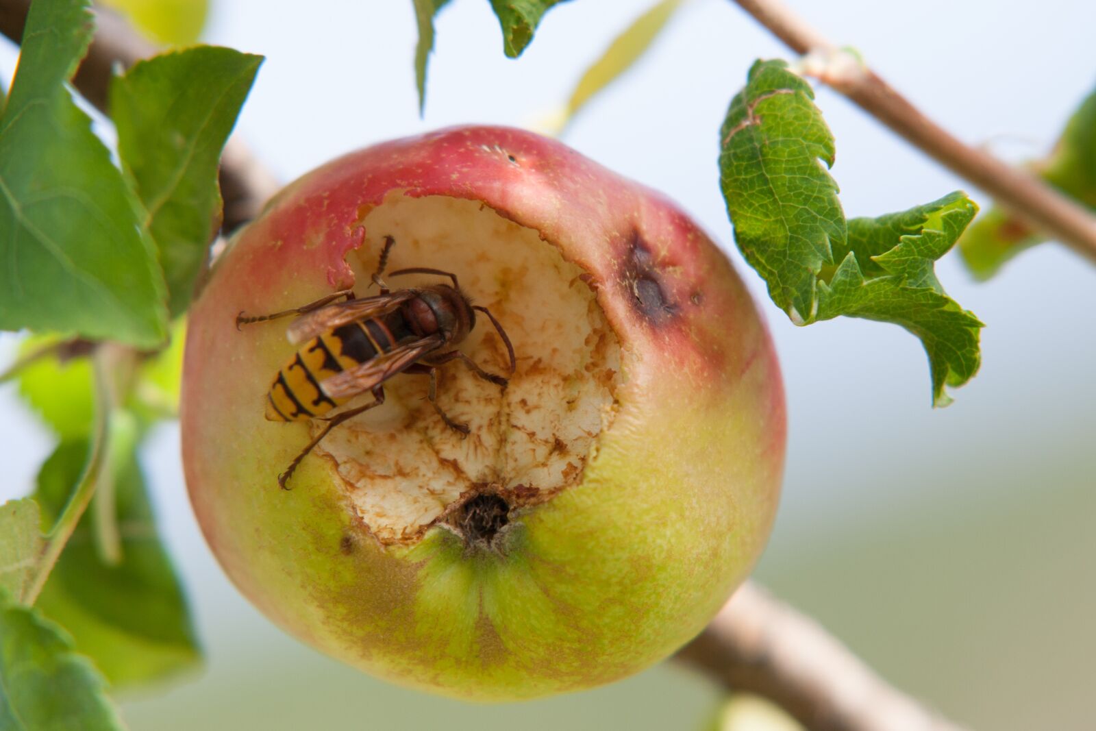 Canon EOS 350D (EOS Digital Rebel XT / EOS Kiss Digital N) sample photo. Apple, wasp, eat photography