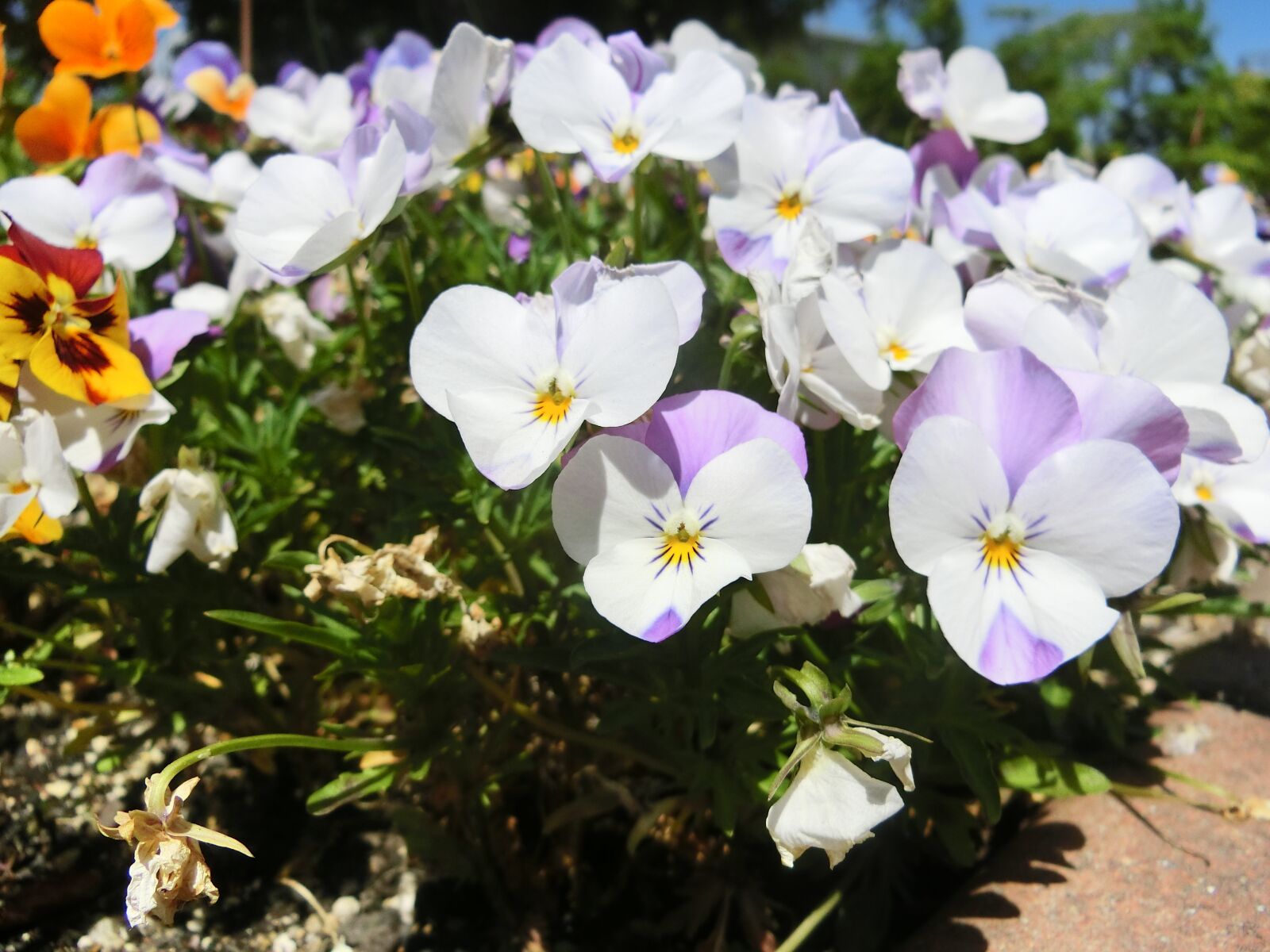 CASIO EX-ZR800 sample photo. Flowers, white, purple photography