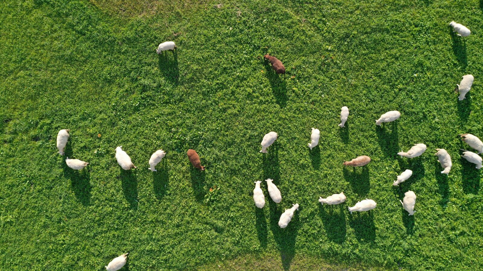 Hasselblad L1D-20c sample photo. Sheep, animals, white photography