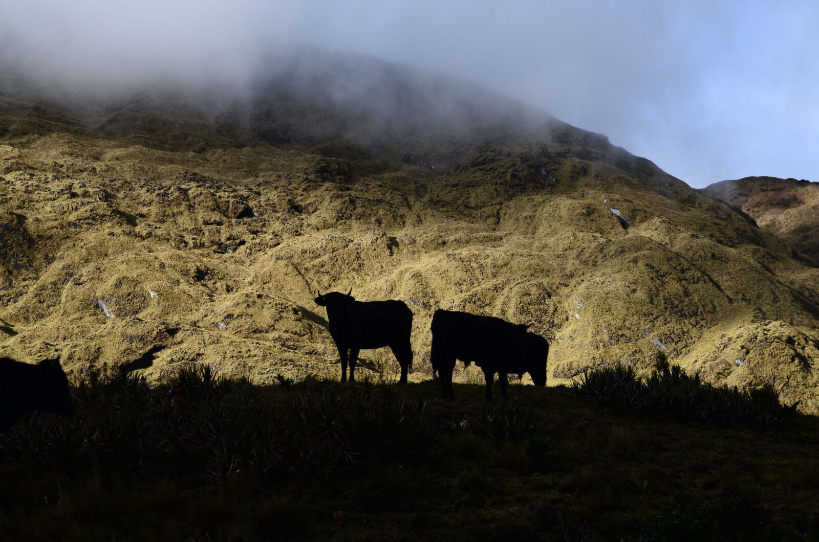 Nikon D5100 sample photo. Sunset, bulls, peruvian andes photography