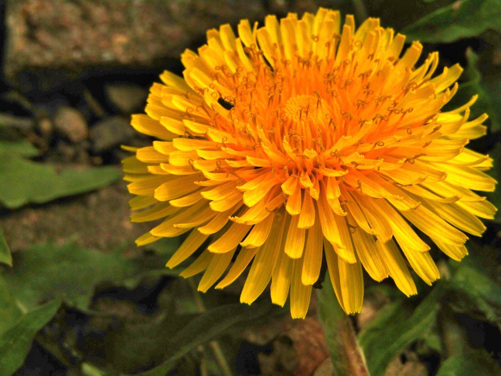 Canon POWERSHOT SX432 IS sample photo. Spring, dandelion, close up photography