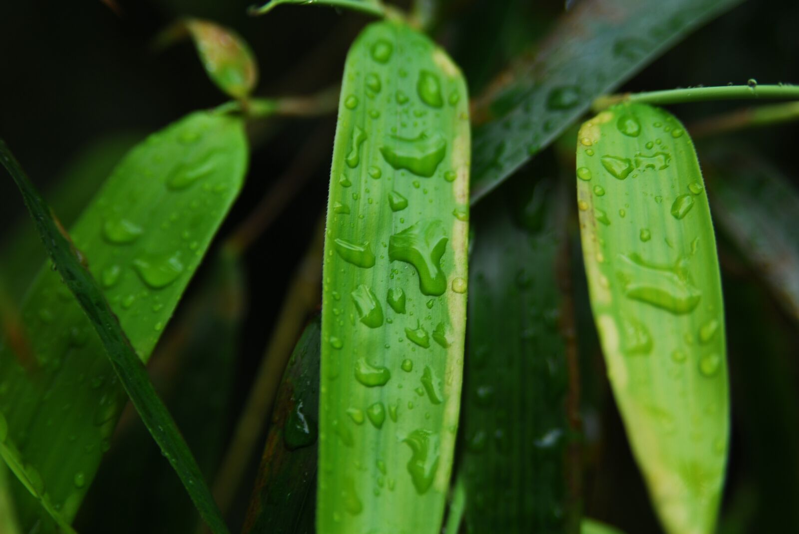 Nikon D200 sample photo. Bamboo, leaf, green photography