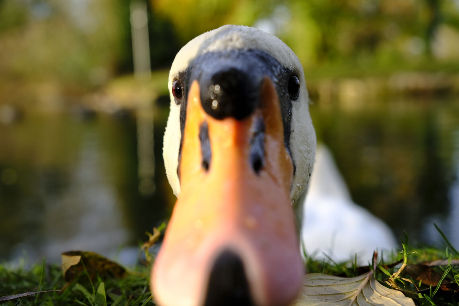 Fujifilm XF 18-55mm F2.8-4 R LM OIS sample photo. Swan, bird, water bird photography