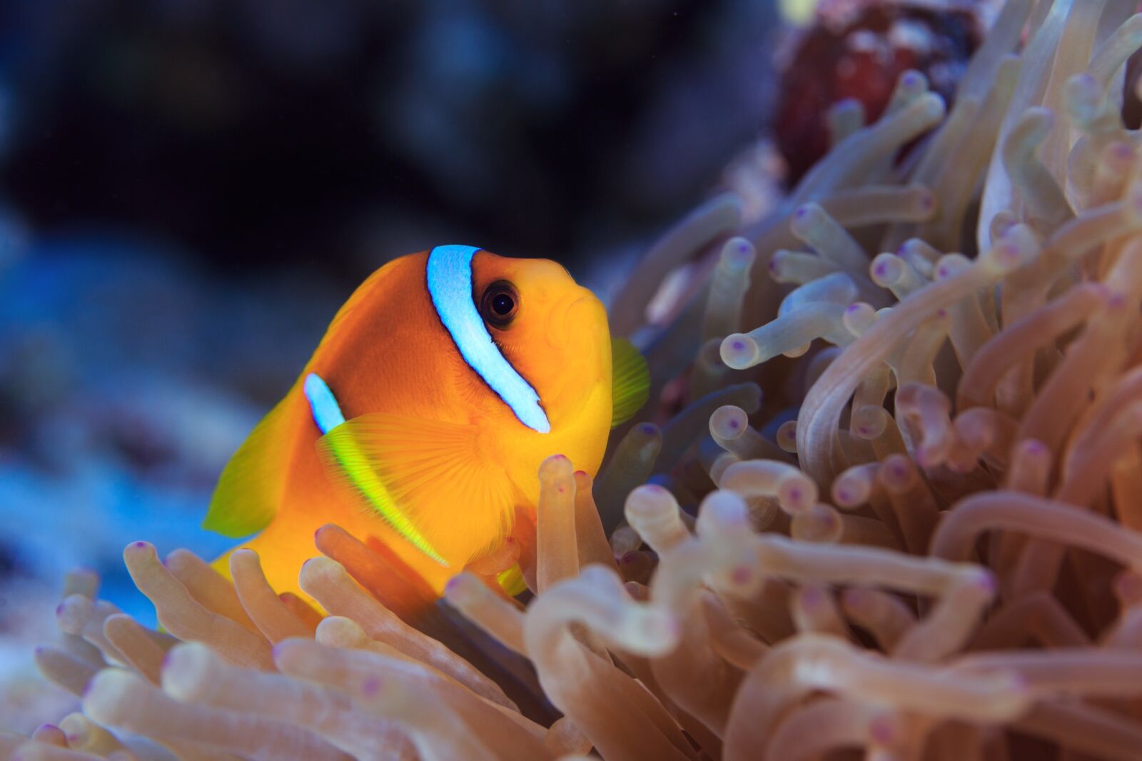 Canon EF 100mm F2.8L Macro IS USM sample photo. Clown fish, nemo, water photography