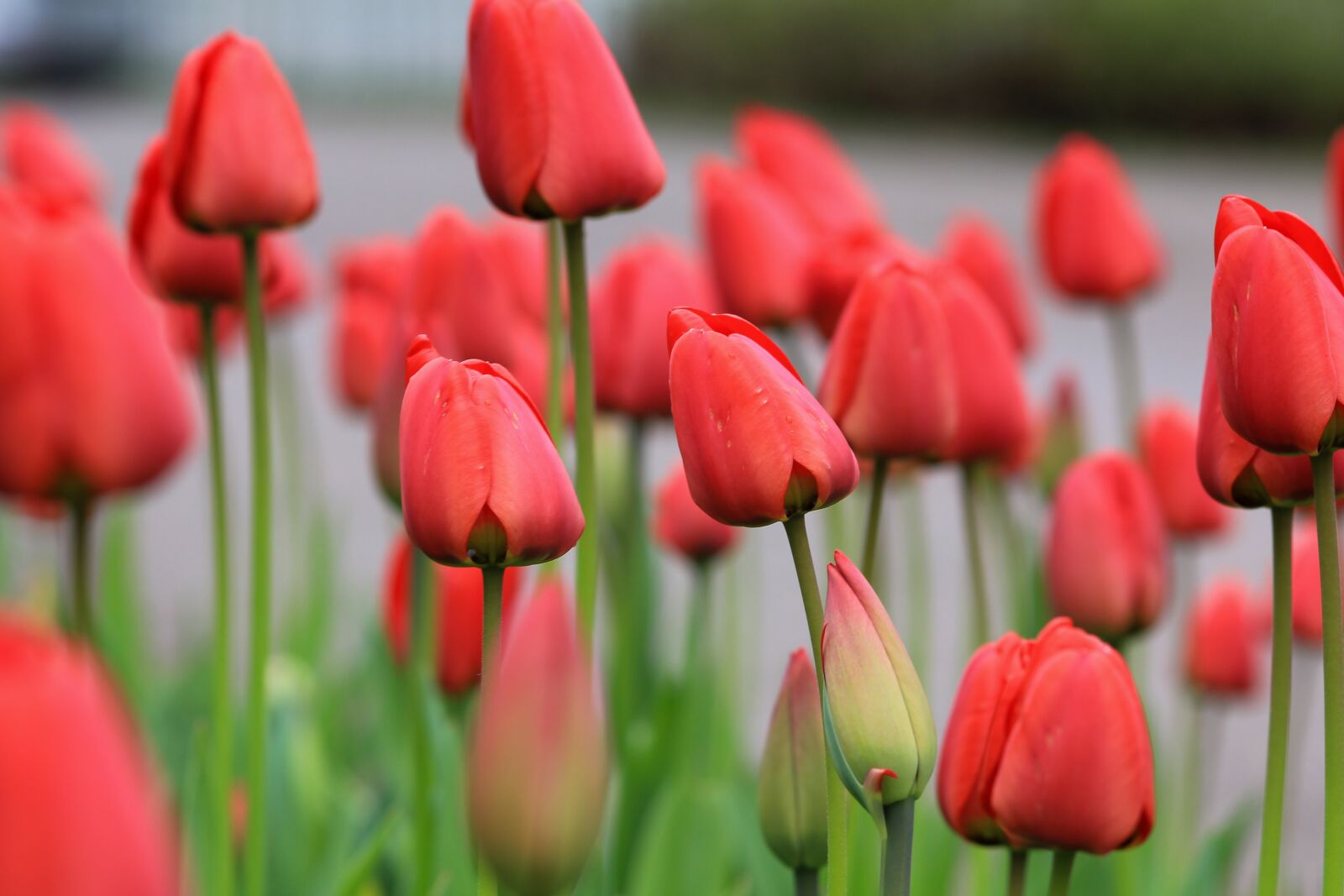 Canon EOS 550D (EOS Rebel T2i / EOS Kiss X4) sample photo. Tulips, spring, flowers photography
