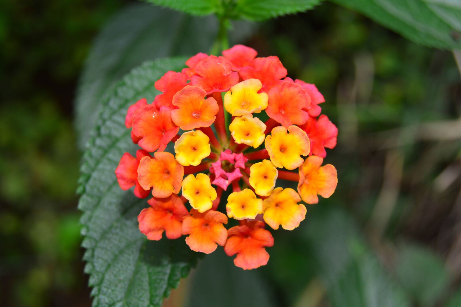 Nikon D5200 sample photo. Lantana, shrub, verbena photography