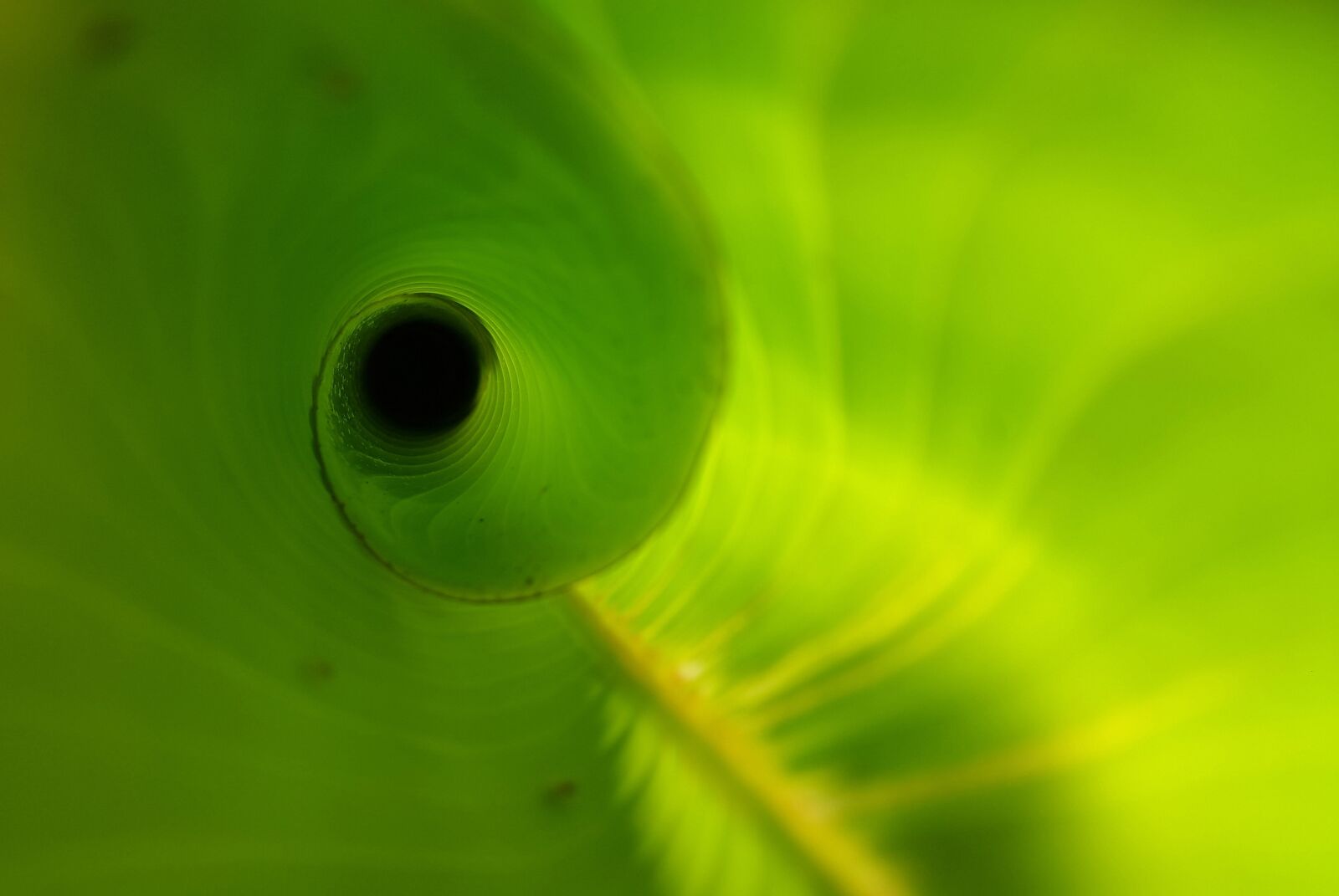 Samsung Galaxy S5 sample photo. Heliconia leaf, unfurling, new photography
