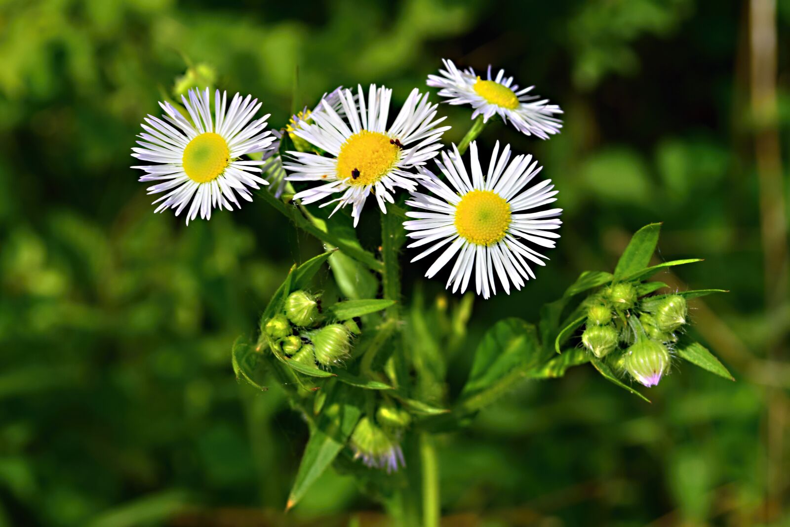 Nikon D5300 sample photo. Field bloom, meadow, macro photography