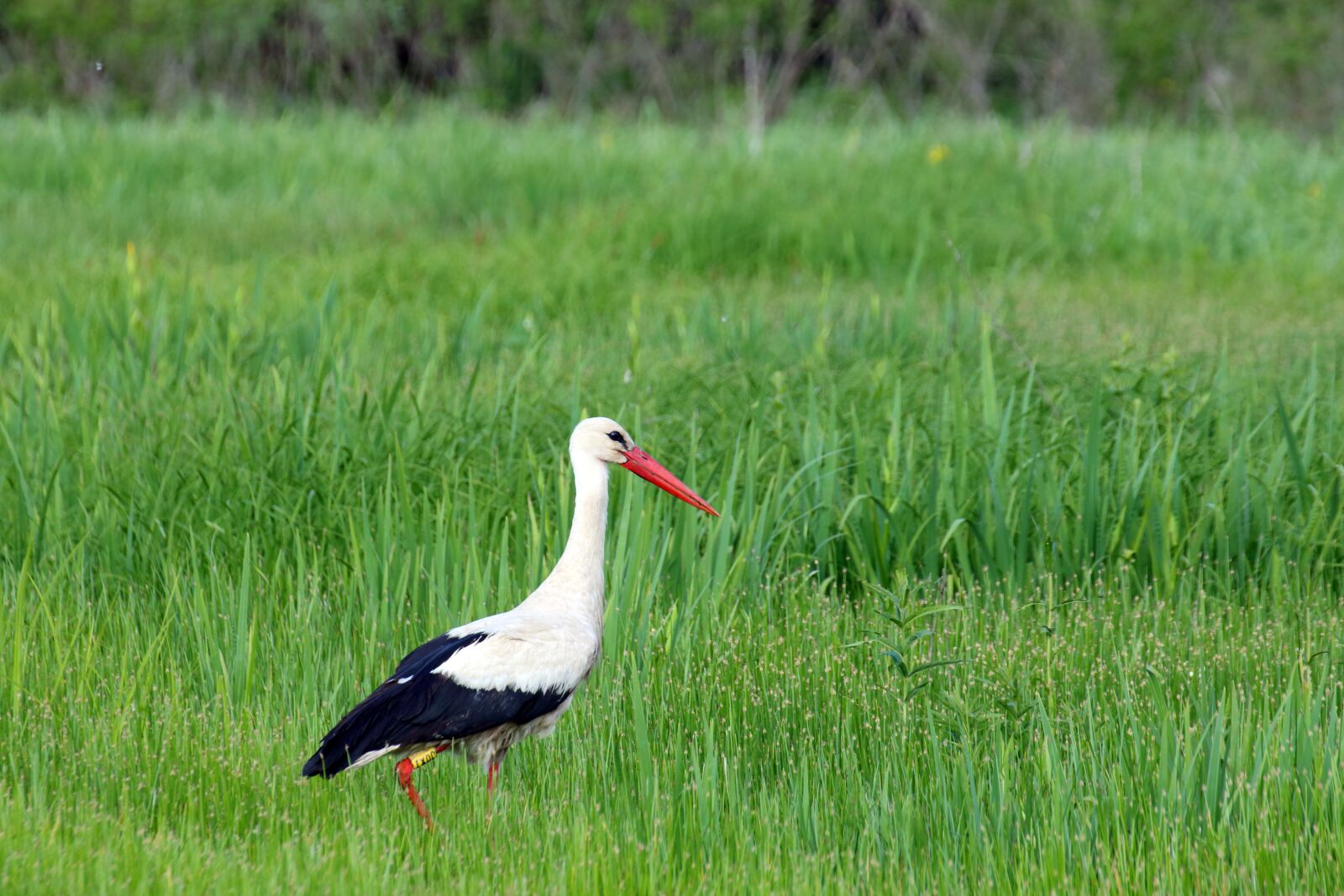 Canon EOS 70D sample photo. Stork, white stork, bird photography
