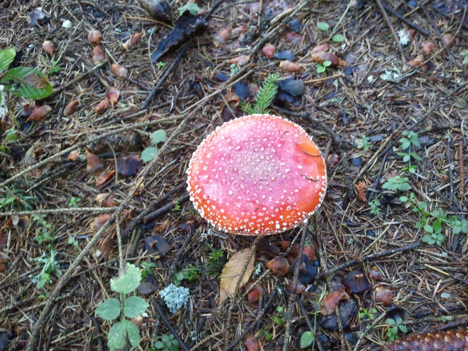 Samsung Galaxy S sample photo. Mushroom, nature, forest photography