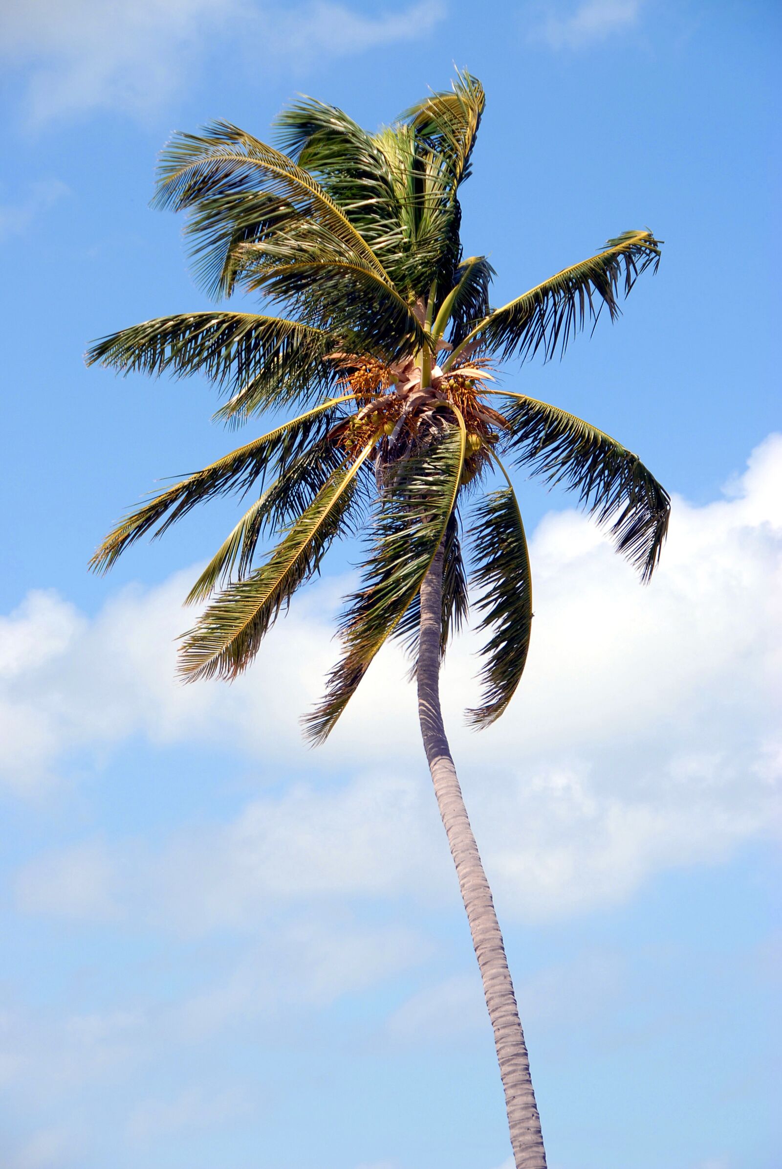 Nikon D200 sample photo. Palm tree, tropical, florida photography