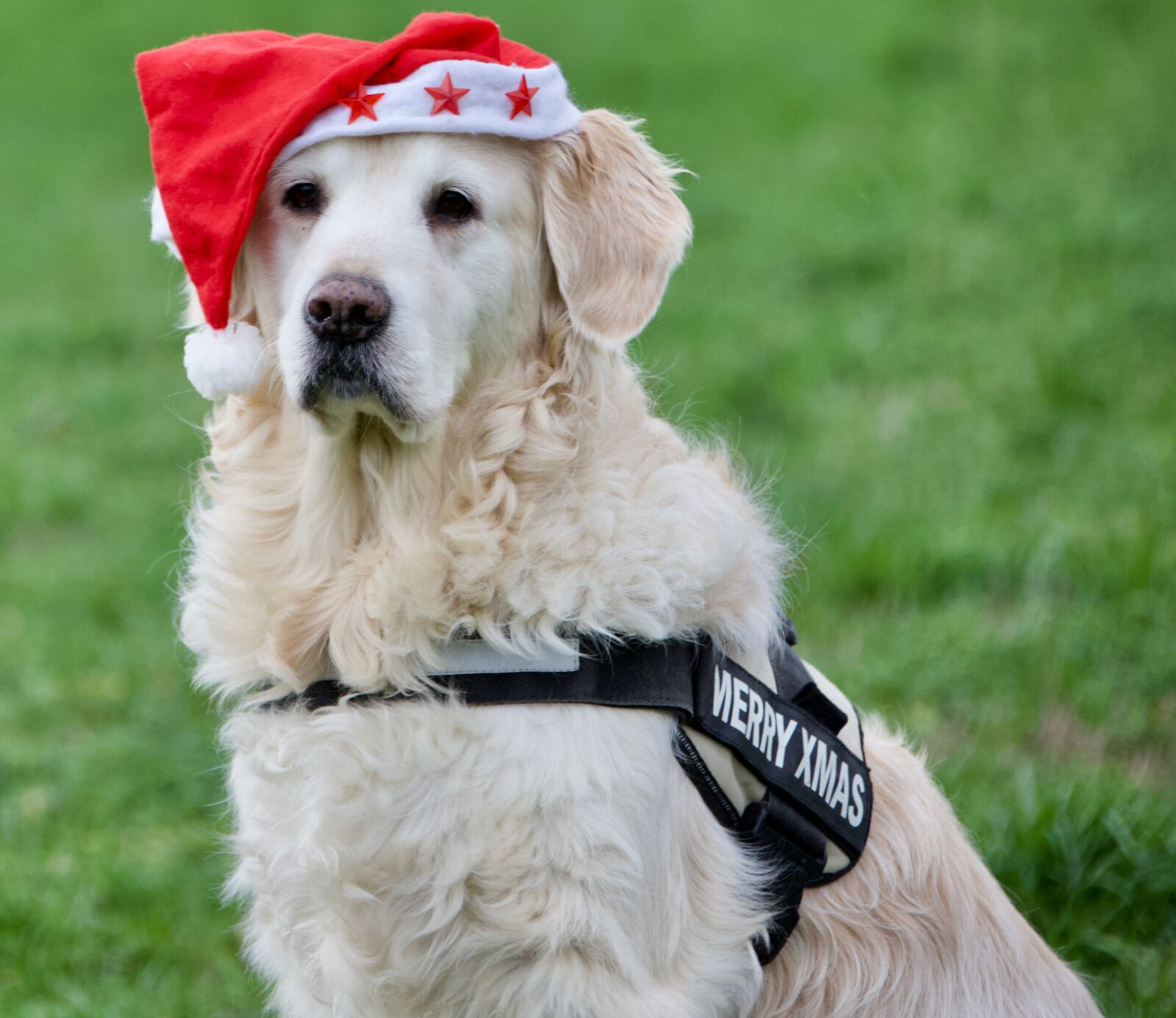 Canon EOS 6D Mark II sample photo. Christmas, golden retriver, dog photography