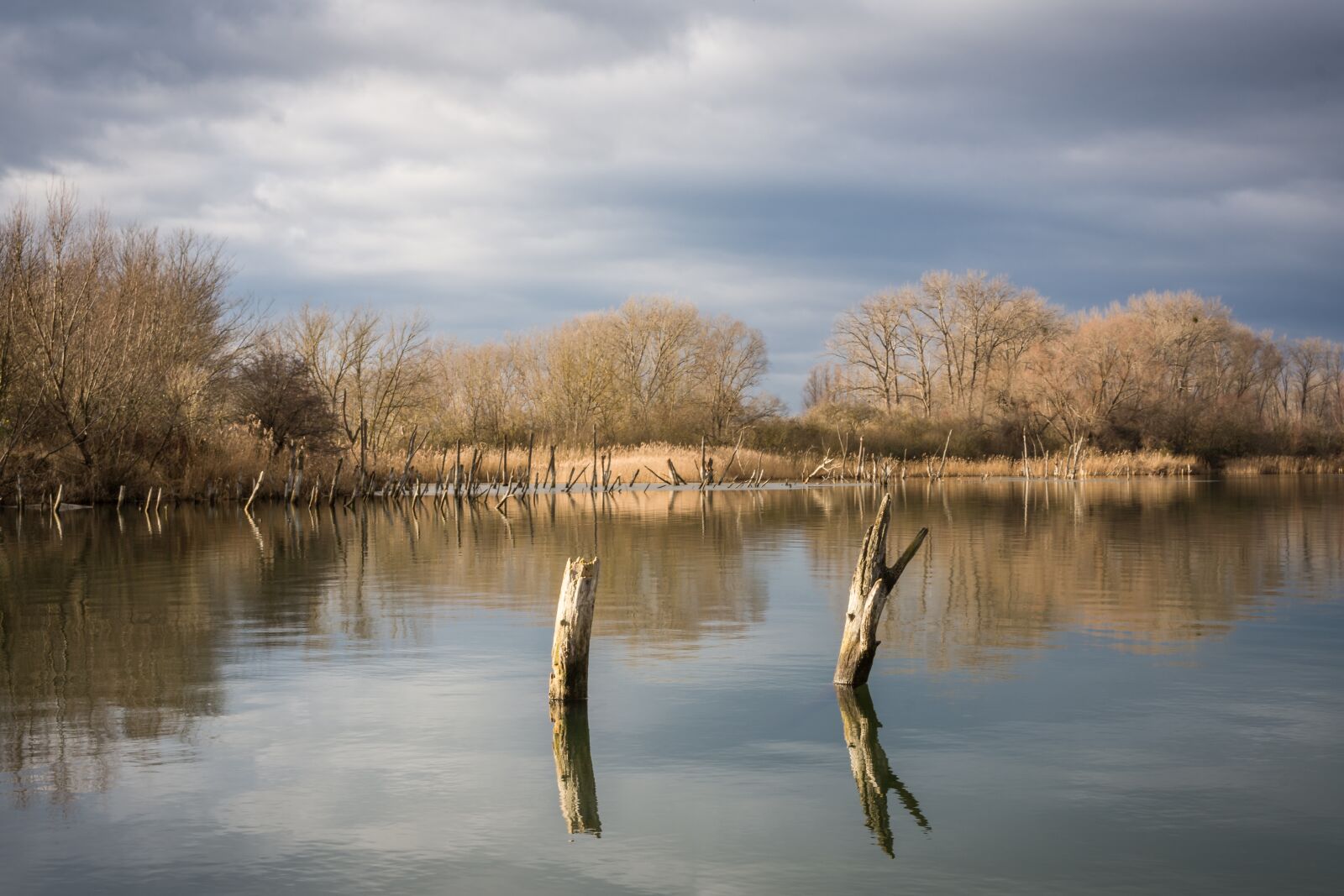 Nikon D7200 sample photo. Nature, reflection, tree photography