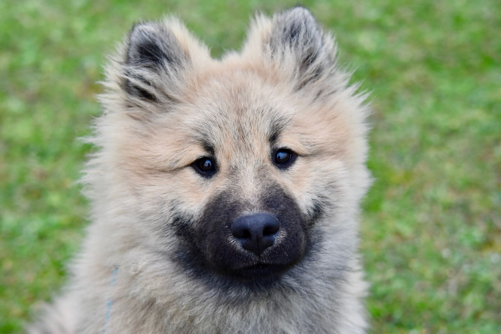 Nikon D5600 sample photo. Dog, pup, dog eurasier photography