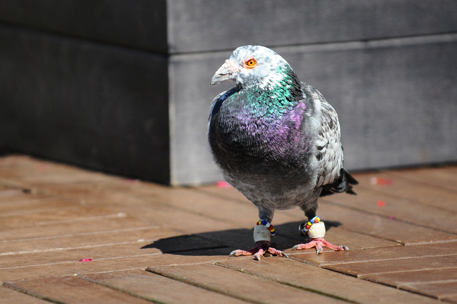 Nikon D300 sample photo. Pigeon, bird, animal photography