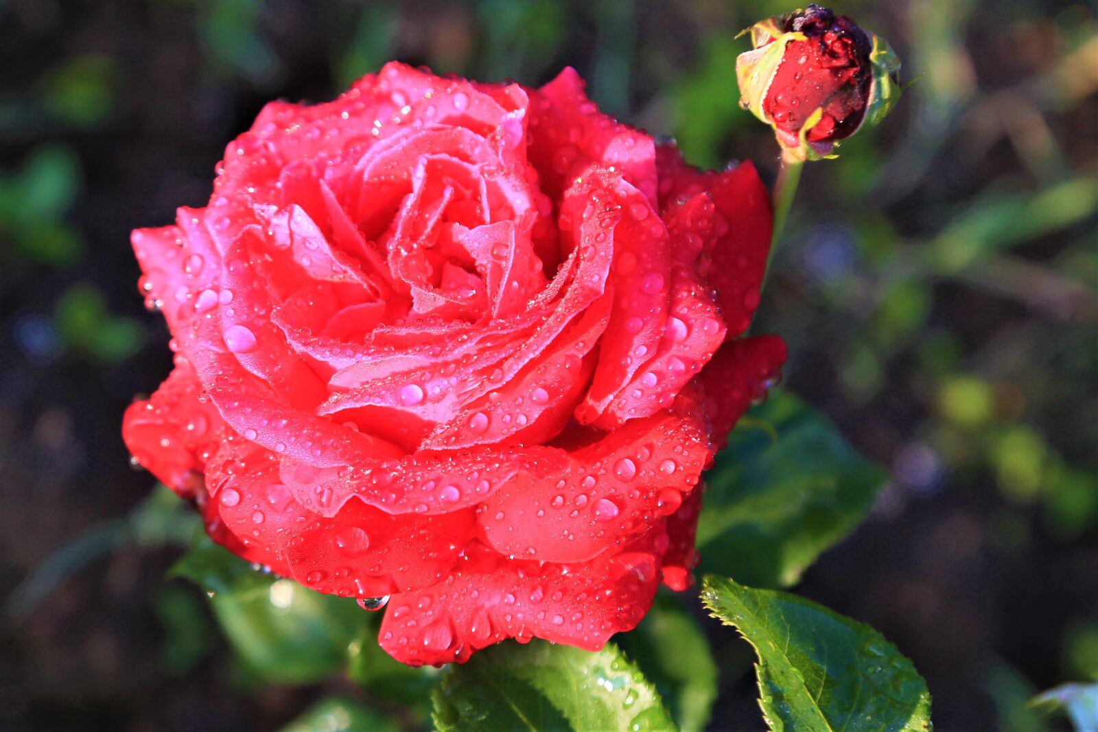 Canon EOS 5D Mark III sample photo. Rose, water, drop photography