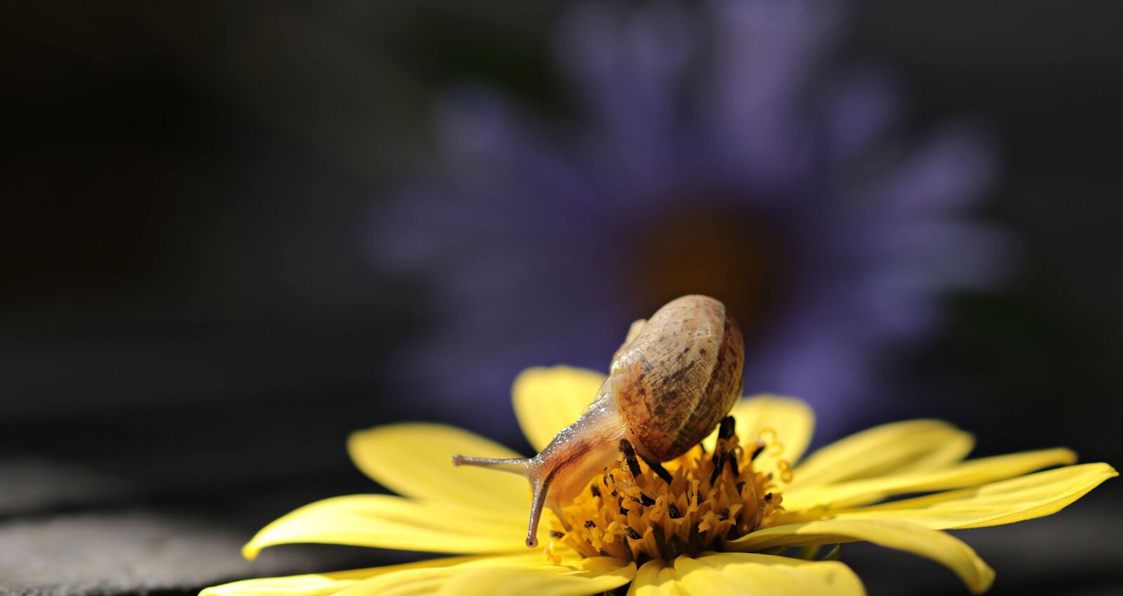 Canon EOS 80D sample photo. Nature, summer, garden, flower photography