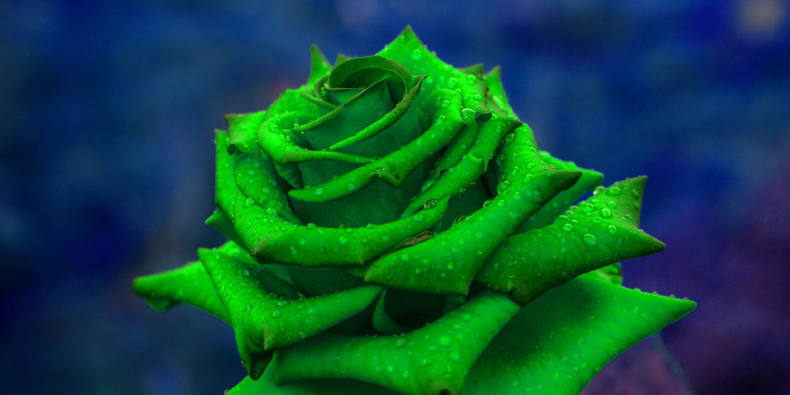 Nikon D3400 sample photo. Rosa, flower, romantic photography