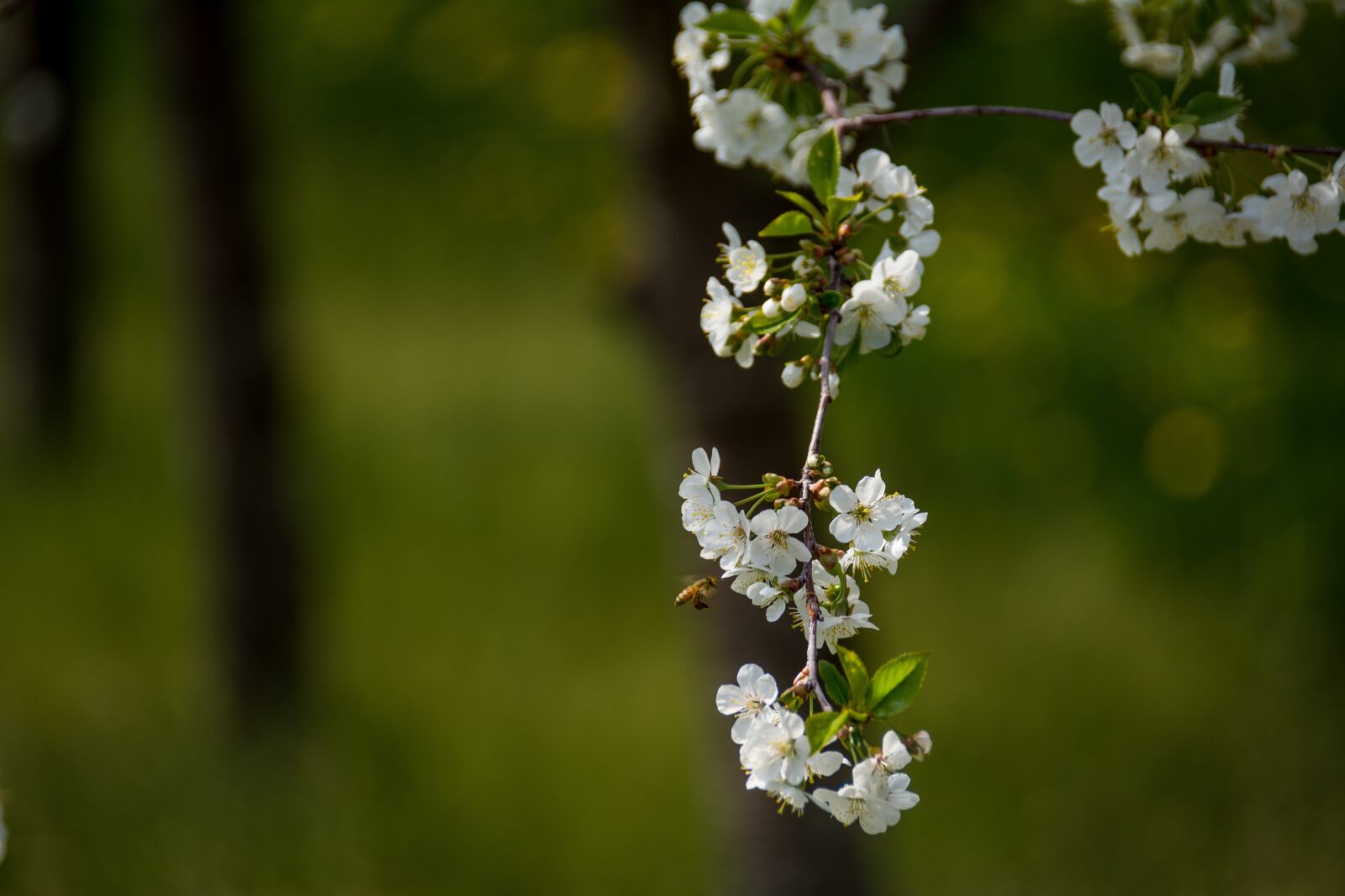 Nikon D5200 sample photo. Cherry blossom, flower, spring photography