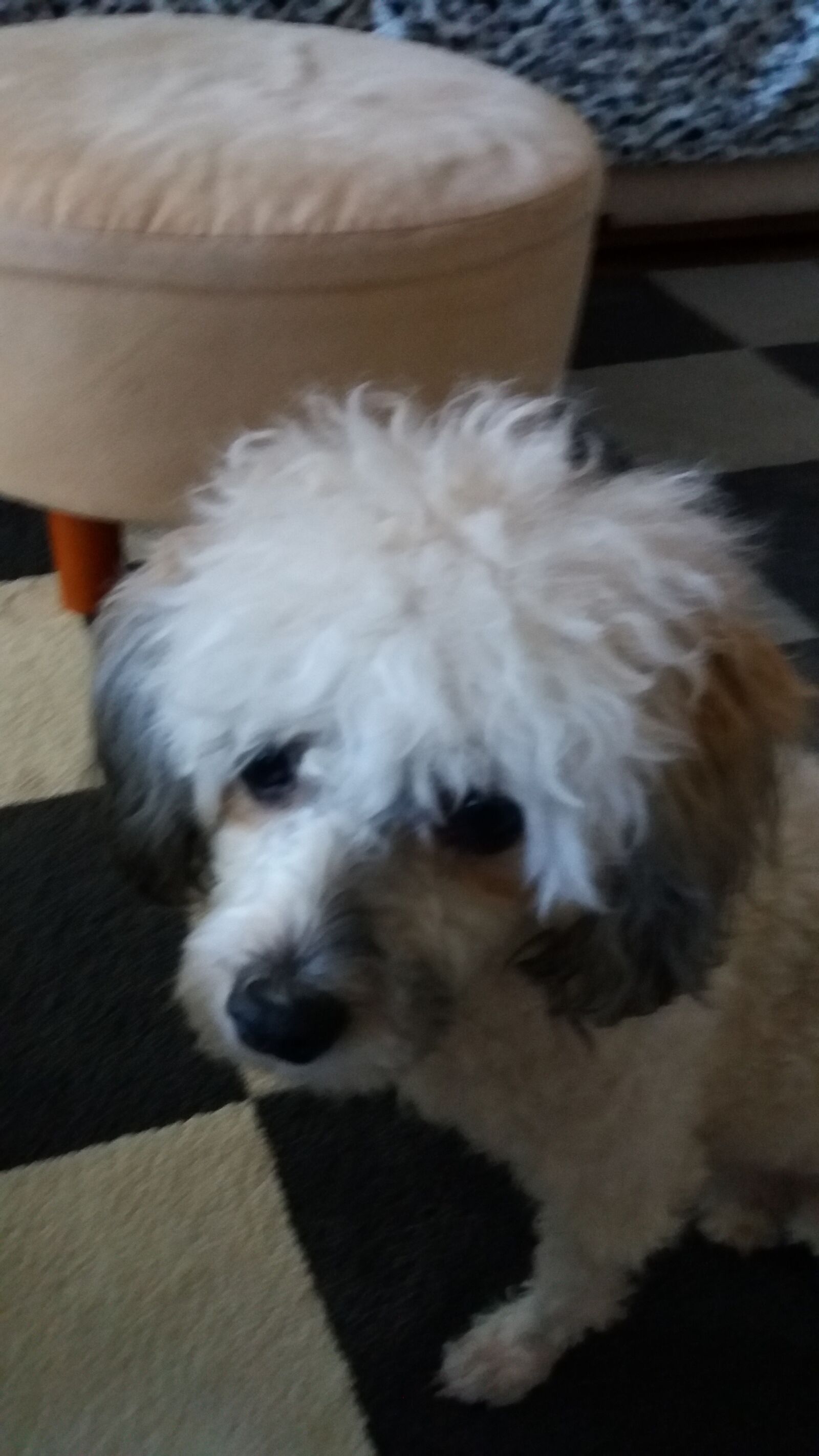 Samsung Galaxy J5 sample photo. Dog, doggie, pet photography